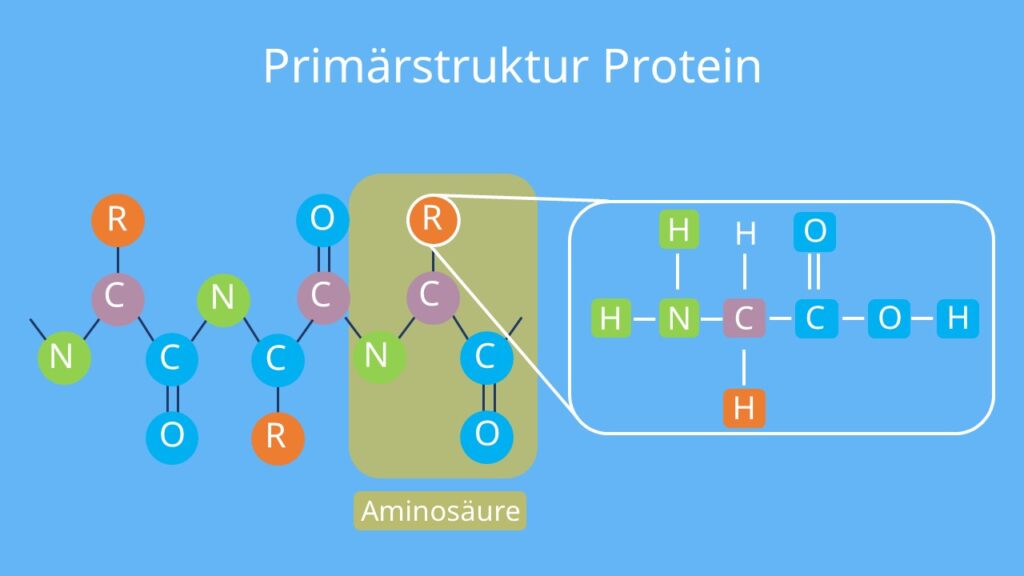 Grundstruktur eines Protein